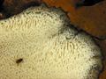 Grifola frondosa